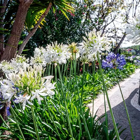 Ourmadeira - Quinta Girassol, Countryside Farmhouse Villa Ponta do Sol (Madeira)
